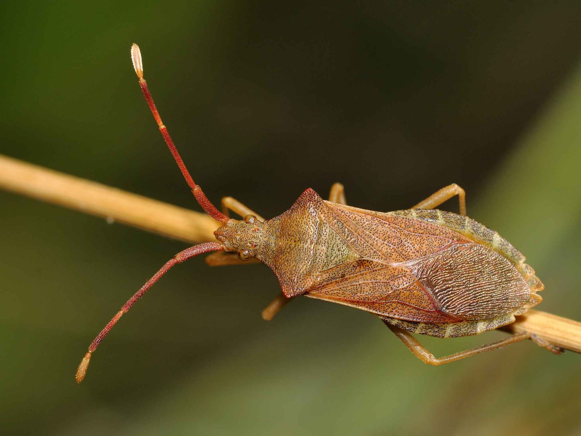 Coreida: Gonocerus acuteangulatus dell''Abruzzo (AQ)